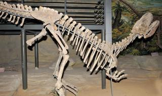 恐龙的演化过程理由 恐龙的演变过程